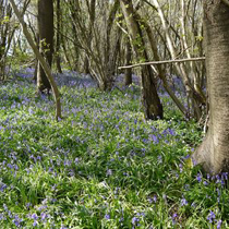 Bluebells