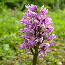 Early Purple Orchid